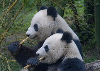 Two Giant Pandas Eating Bamboo In Natural Green Habitat