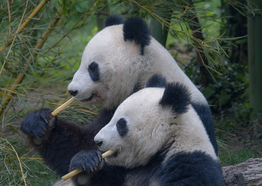 Two Giant Pandas Eating Bamboo In Natural Green Habitat