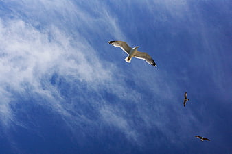 Seagulls Soaring in Blue Sky with Wispy Clouds