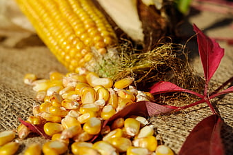 Fresh Corn Kernels and Cob on Burlap with Red Leaves