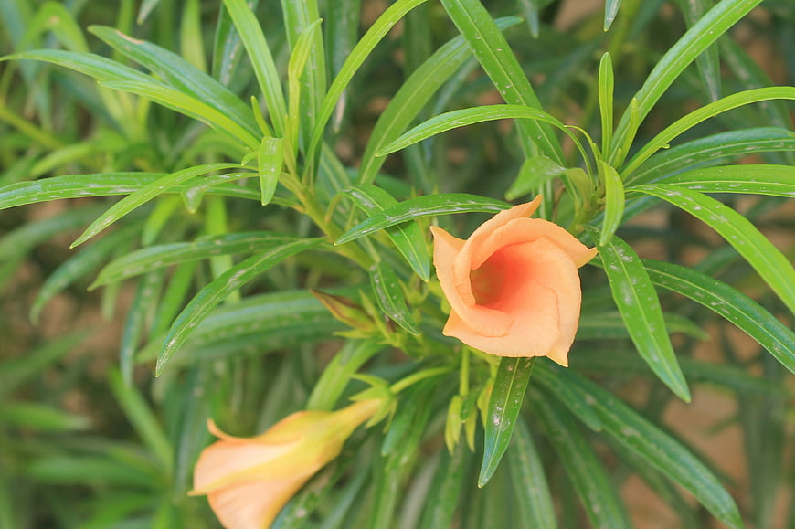 Orange Oleander Blossom with Green Leaves