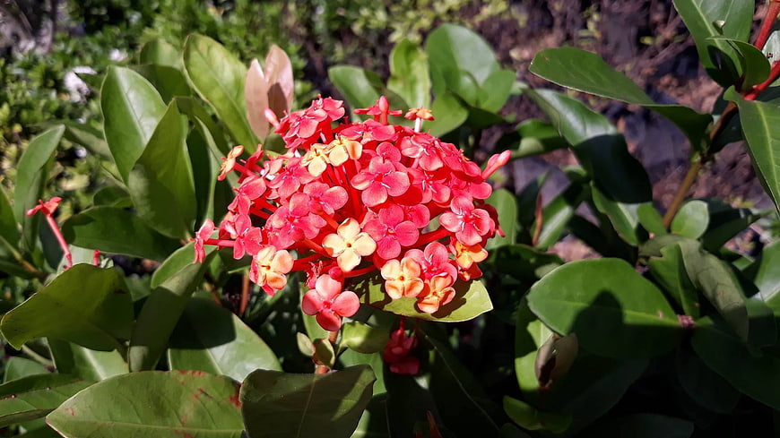 Vibrant Red Ixora Flower Cluster in Garden