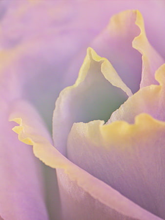 Macro Close-Up of Soft Pink and Yellow Rose Petals