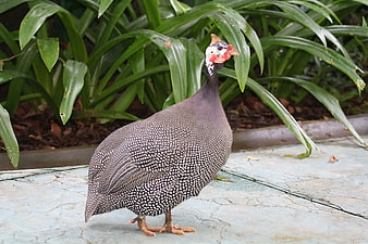Helmeted Guinea Fowl Standing on Concrete Path