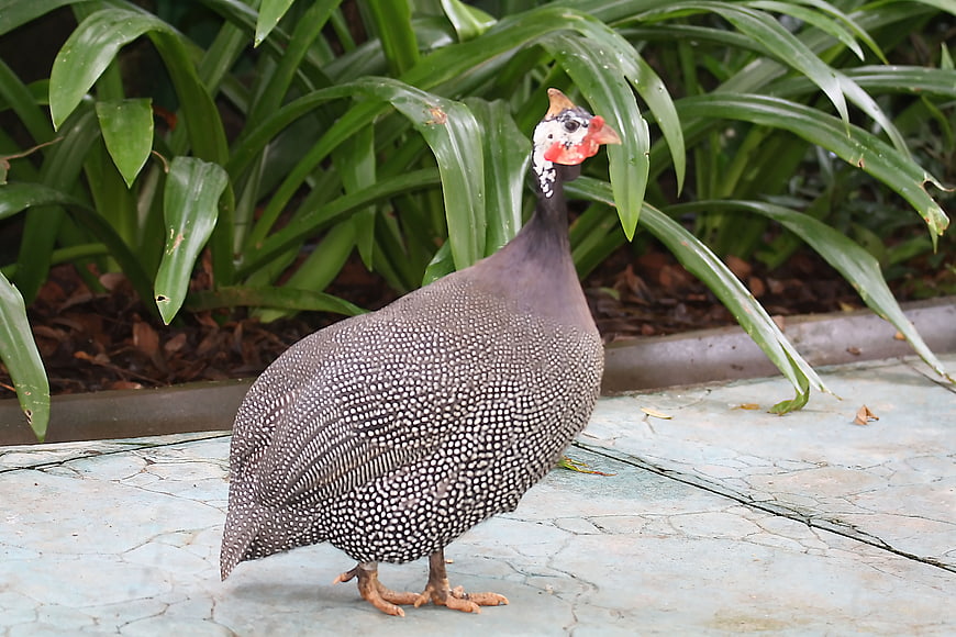 Helmeted Guinea Fowl Standing on Concrete Path