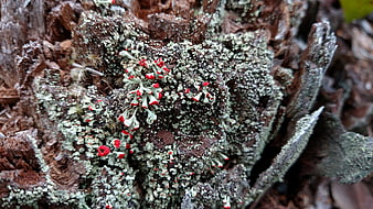Close-up of vibrant red lichen on weathered tree stump