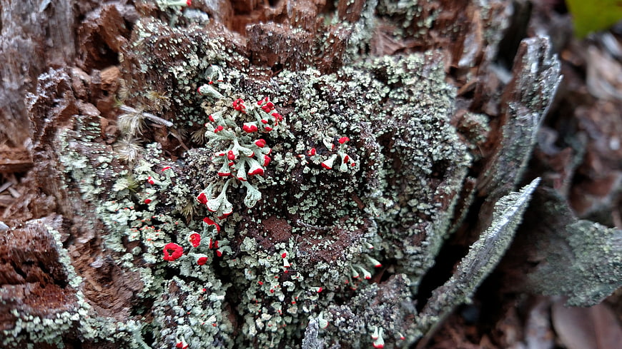 Close-up of vibrant red lichen on weathered tree stump