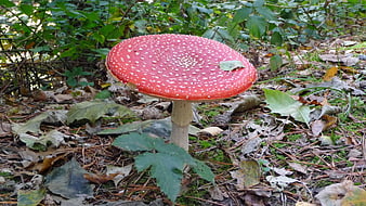 Red Fly Agaric Mushroom in Autumn Forest
