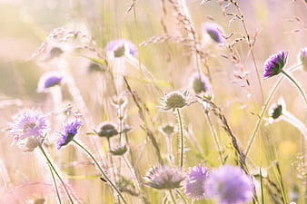 Soft Focus Purple Thistle Flowers in Sunlit Meadow