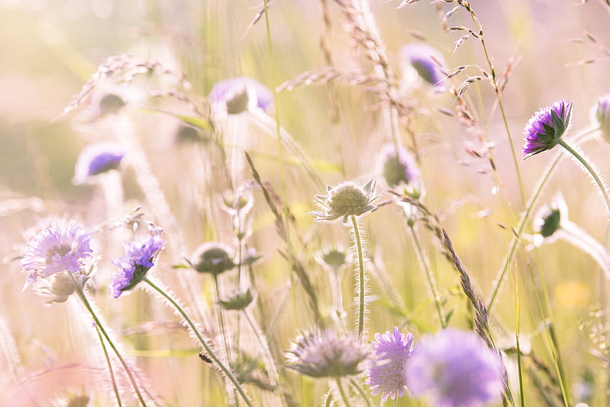 Soft Focus Purple Thistle Flowers in Sunlit Meadow
