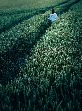 Woman Walking Through Green Wheat Field