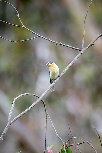 Small yellow bird perched on a bare tree branch