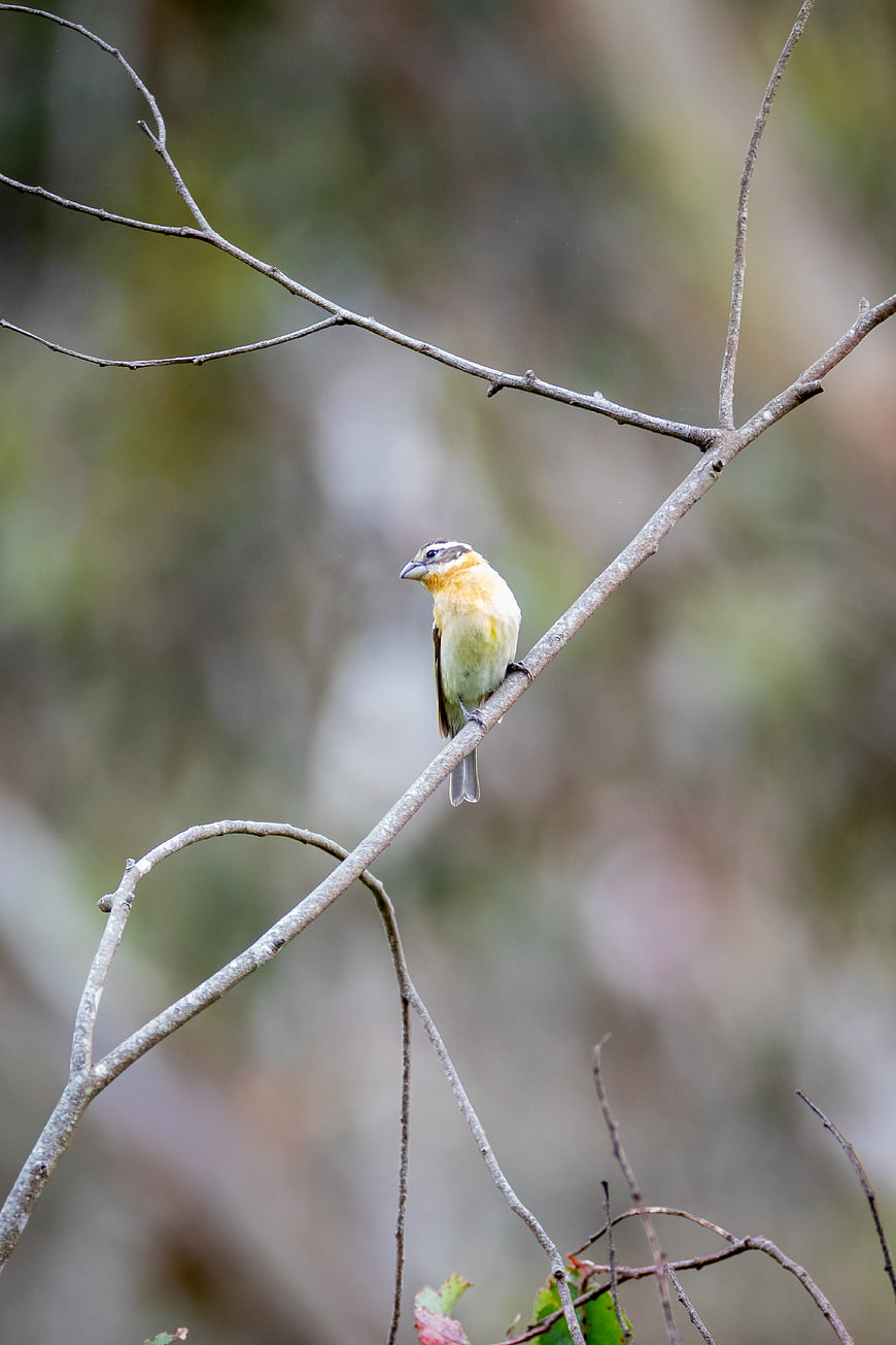 Small yellow bird perched on a bare tree branch