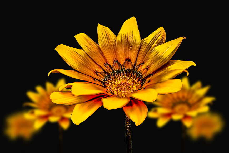 Vibrant Yellow Gerbera Daisy Macro Photography On Black Background