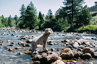 Happy White Dog Standing on Rocks in Mountain River