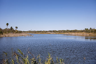 Serene Lake Landscape with Palm Trees and Blue Sky