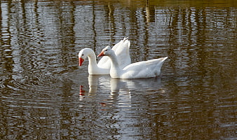 Two white geese swimming in a calm pond