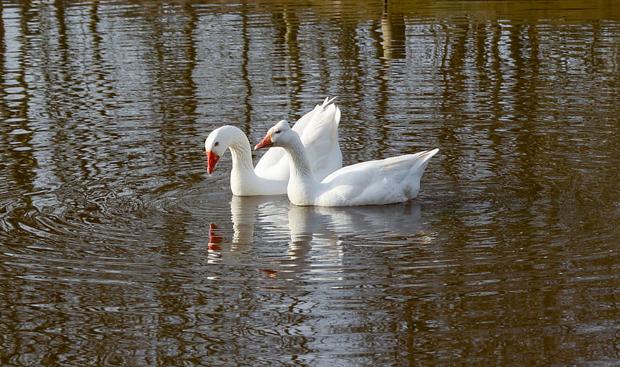 Two white geese swimming in a calm pond