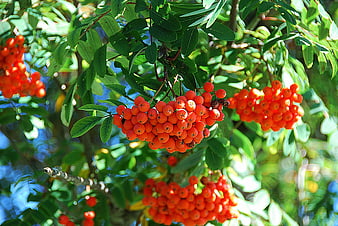 Vibrant clusters of red rowan berries on a tree branch