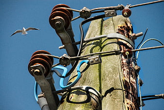 Weathered wooden utility pole with ceramic insulators and a flying seagull