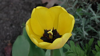 Close-up of a yellow tulip with dark center in garden