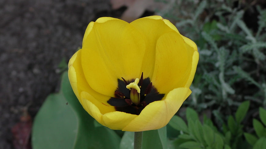 Close-up of a yellow tulip with dark center in garden