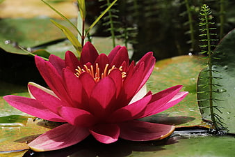 Vibrant Pink Water Lily Bloom on Green Lily Pad