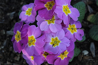 Close-up of vibrant purple primrose flowers with yellow centers