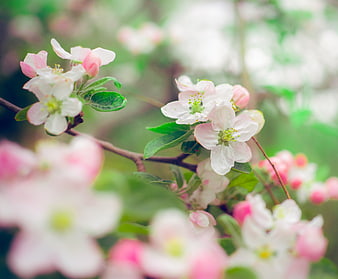 Close-up of delicate pink and white apple blossoms on a branch