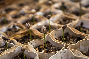 Sprouting seeds in biodegradable peat pots