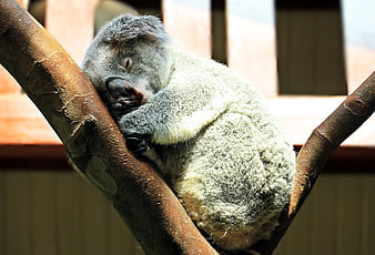 Sleeping koala resting on a tree branch in a zoo enclosure