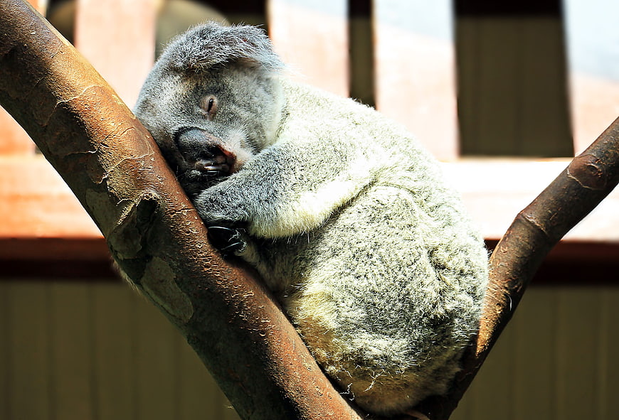 Sleeping koala resting on a tree branch in a zoo enclosure
