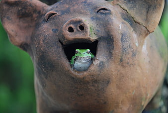 Green Tree Frog Peeking from Ceramic Pig Statue Mouth