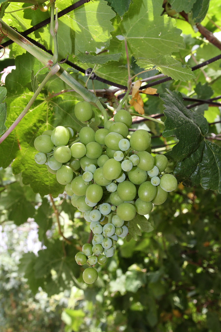 Fresh Green Grapes Hanging on Vine in Sunlight
