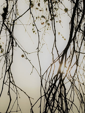 Silhouetted tree branches against bright sun flare