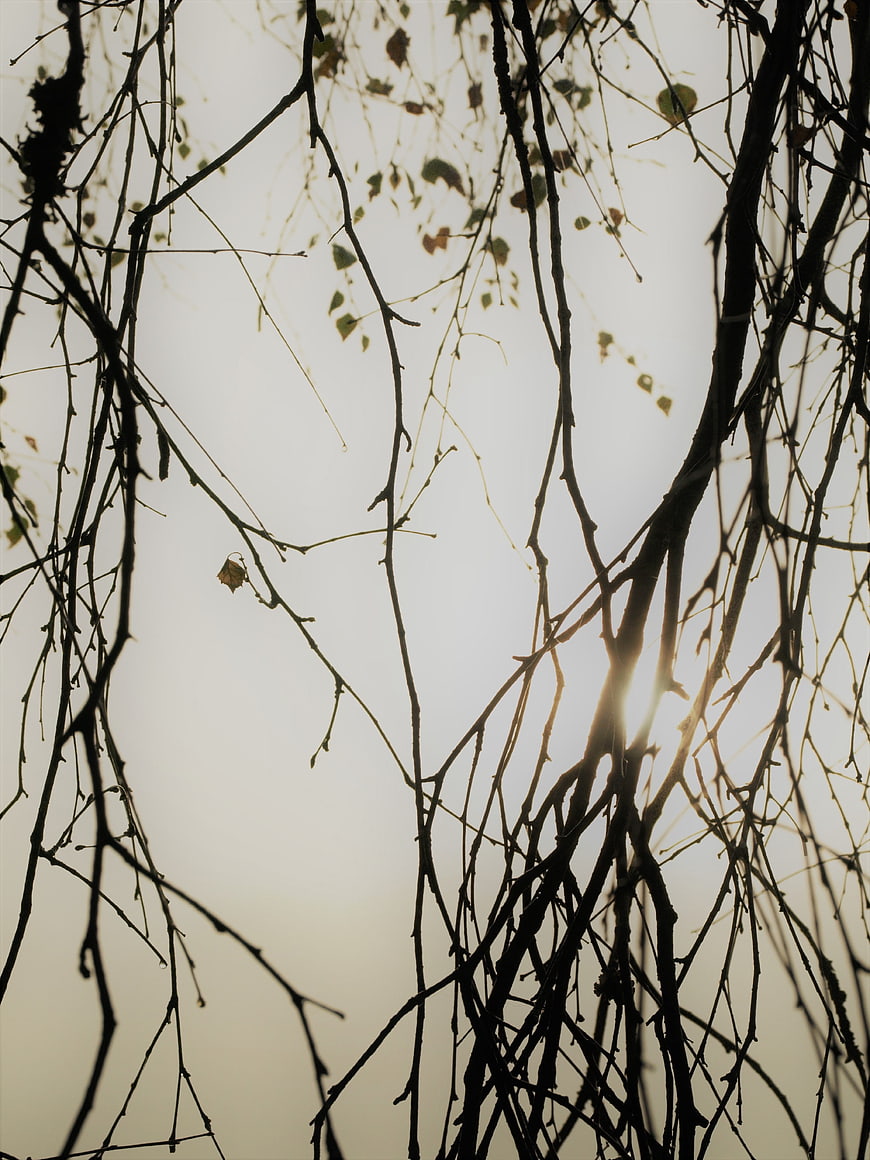 Silhouetted tree branches against bright sun flare