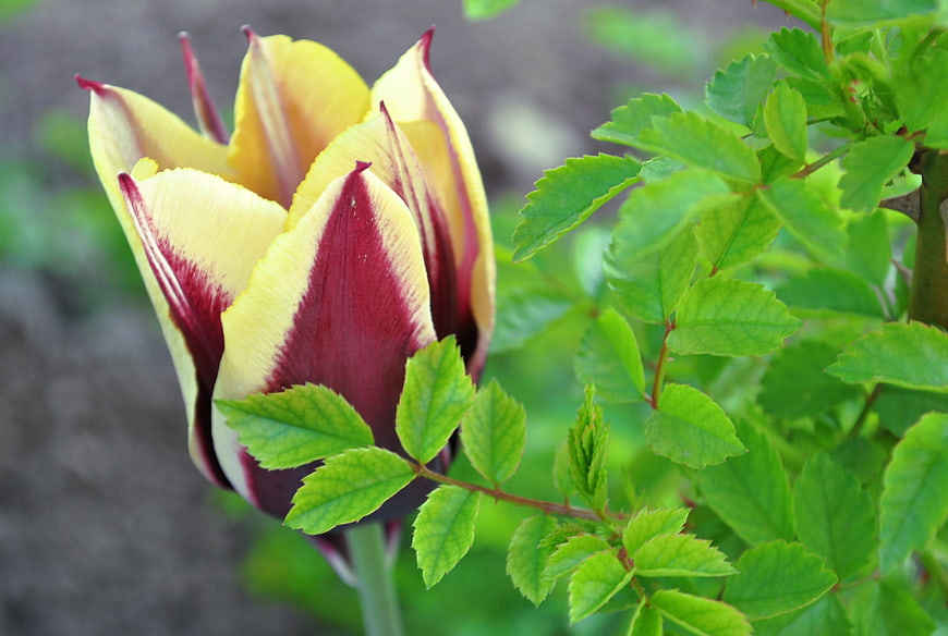 Close-up of yellow and maroon bicolor tulip bud in spring garden