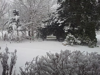 Snowy Garden with Bench and Trees in Winter