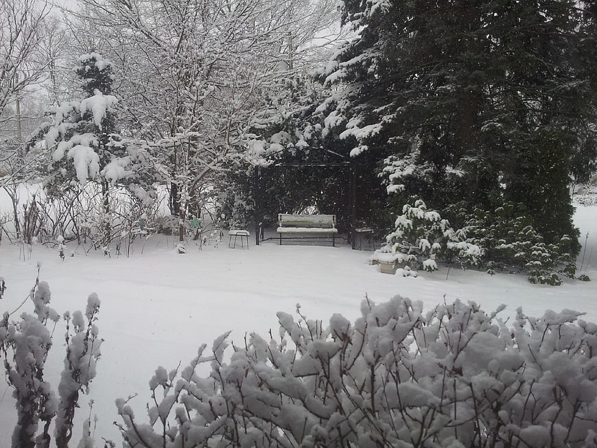 Snowy Garden with Bench and Trees in Winter