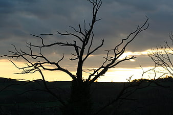 Silhouette of bare tree against dramatic sunset sky