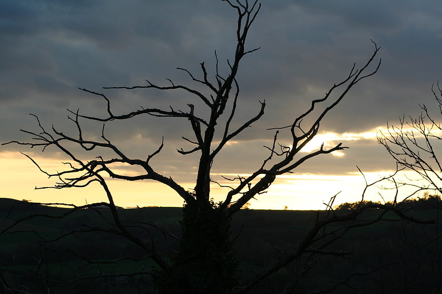 Silhouette of bare tree against dramatic sunset sky