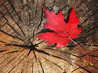 Vibrant red maple leaf resting on a weathered, cracked tree stump