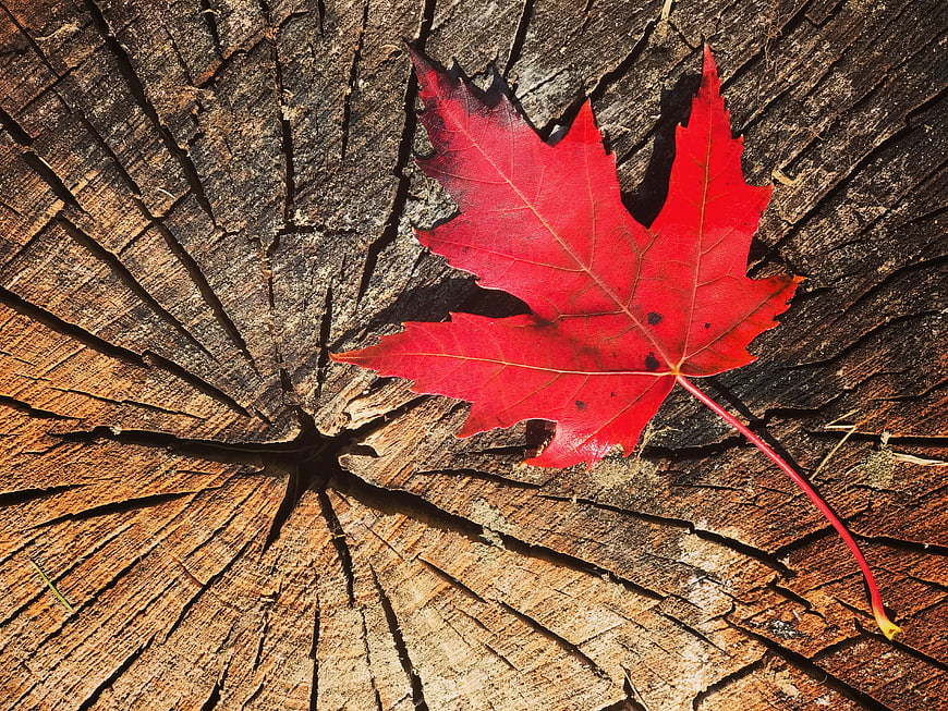 Vibrant red maple leaf resting on a weathered, cracked tree stump