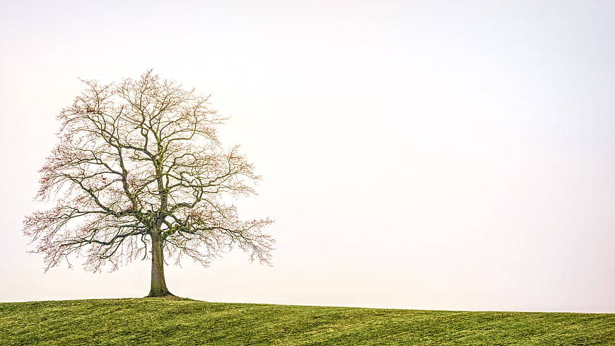 Lone Tree on Green Hill with White Sky Background