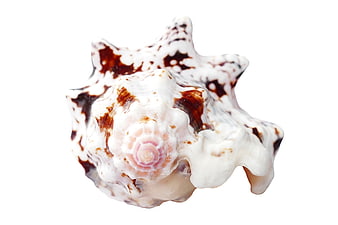 White and Brown Murex Seashell on White Background