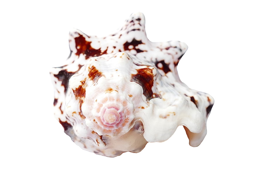 White and Brown Murex Seashell on White Background