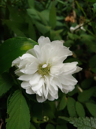 Close-up of a white rose in a garden