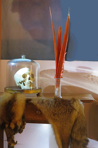 Still life with skull under glass dome and orange feathers