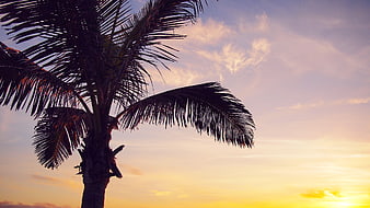 Silhouette of Palm Tree Against Colorful Sunset Sky
