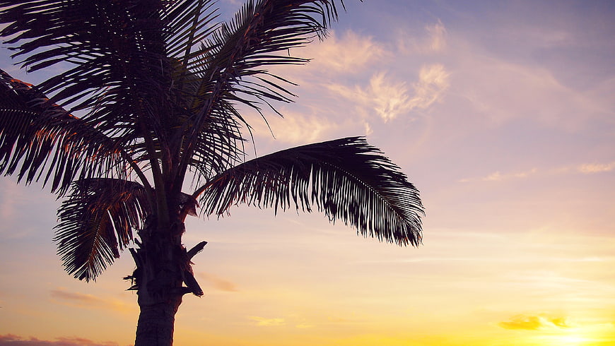 Silhouette of Palm Tree Against Colorful Sunset Sky